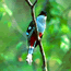 Naturaleza cubana